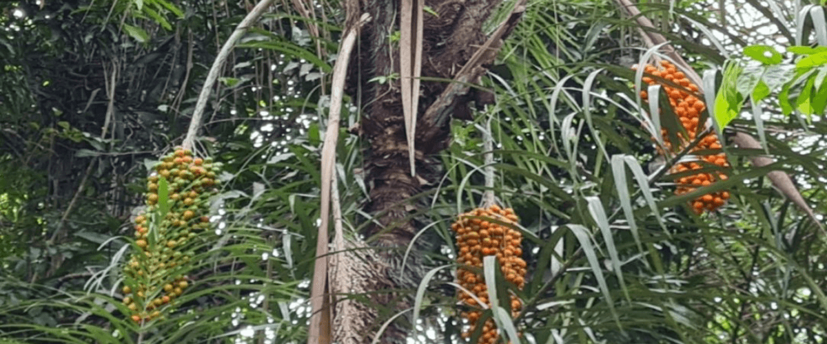 Amazônia Mudanças Climáticas