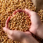 Desmatamento na Amazônia impulsionado pela demanda global