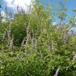 TPM: Como a Fitoterapia Pode Ajudar a Reduzir o Desconforto