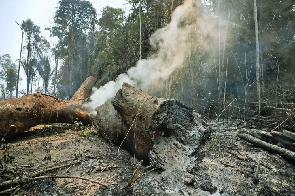 Queimadas na floresta amazônica
