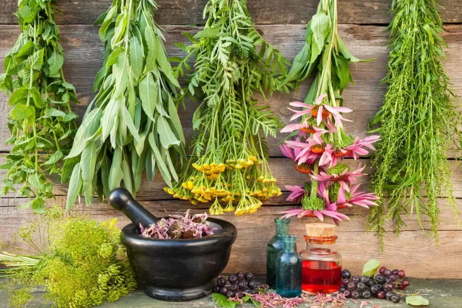 4 Ervas Da Amazônia Para Aumentar Testosterona?