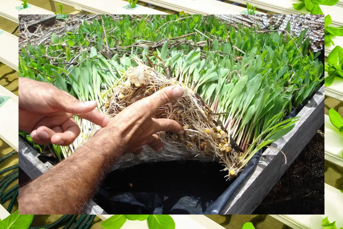 Hidroponia Milho Guia Prático