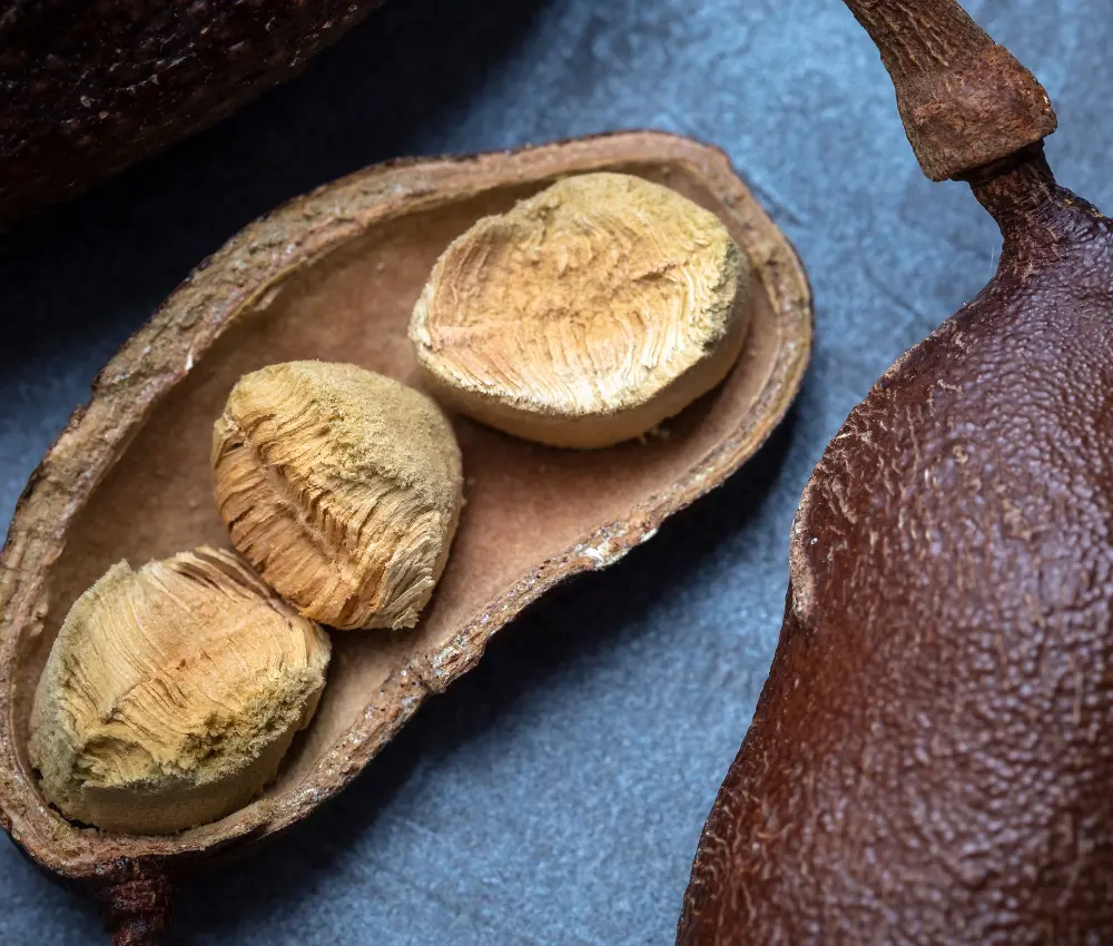 Jatobá Conheça os Benefícios 