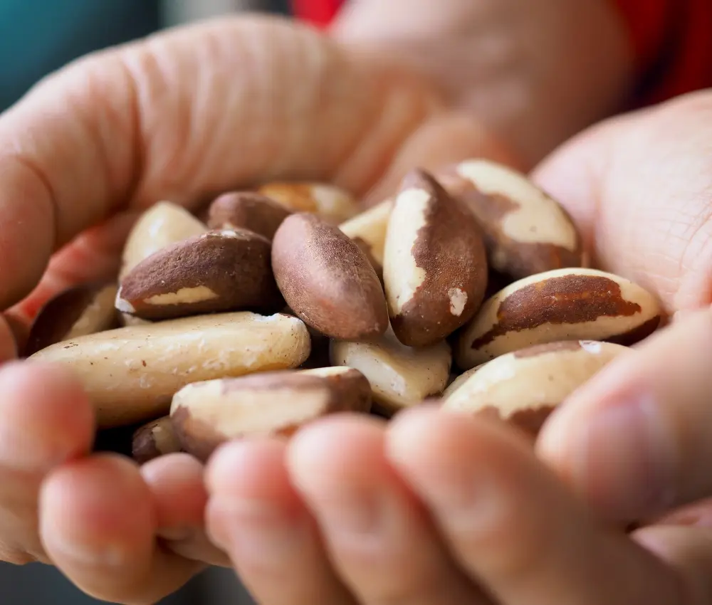 castanha do para amazonia
