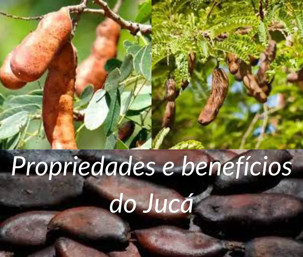 Jucá: o que é, para que serve