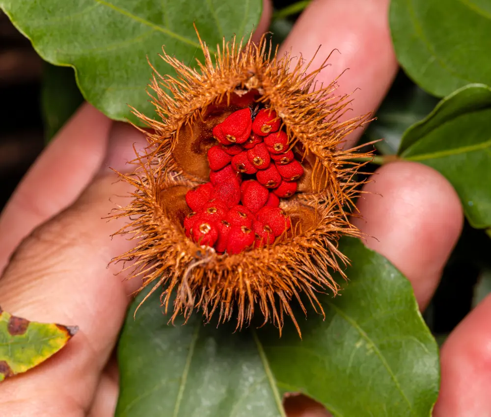 Conheça 6 benefícios do urucum