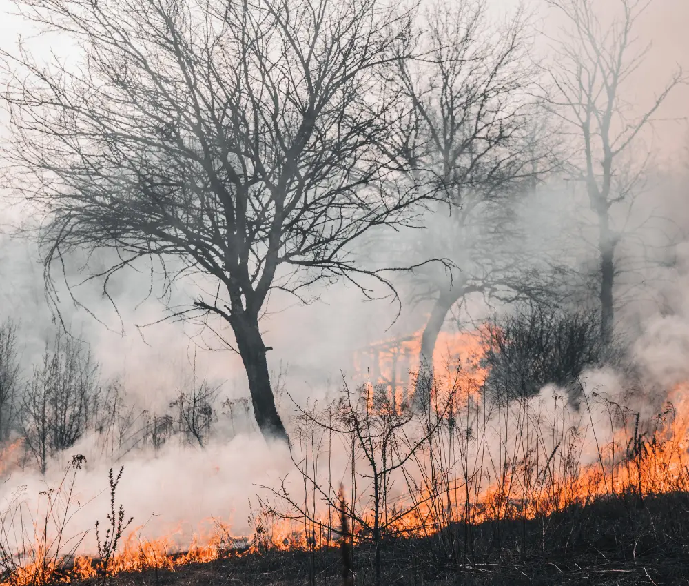 15 perguntas e respostas sobre Amazônia