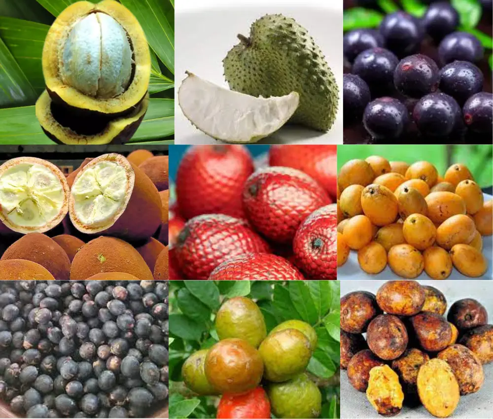 10 frutas exóticas encontradas na Amazônia
