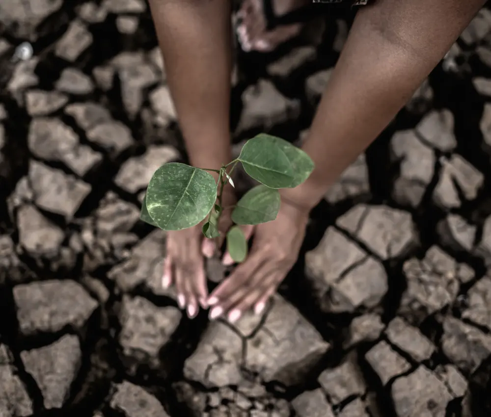 Seca na Amazônia: Causas e Soluções