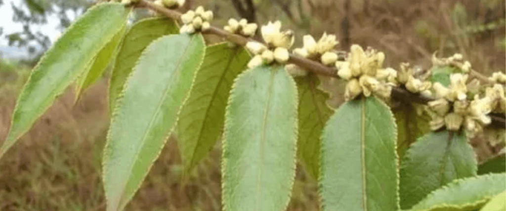 Guacatonga  Antibiótico Natural da Amazônia