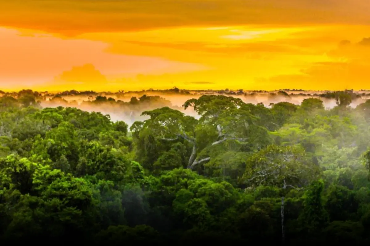 Bioma Guia Completo  Floresta Amazônica