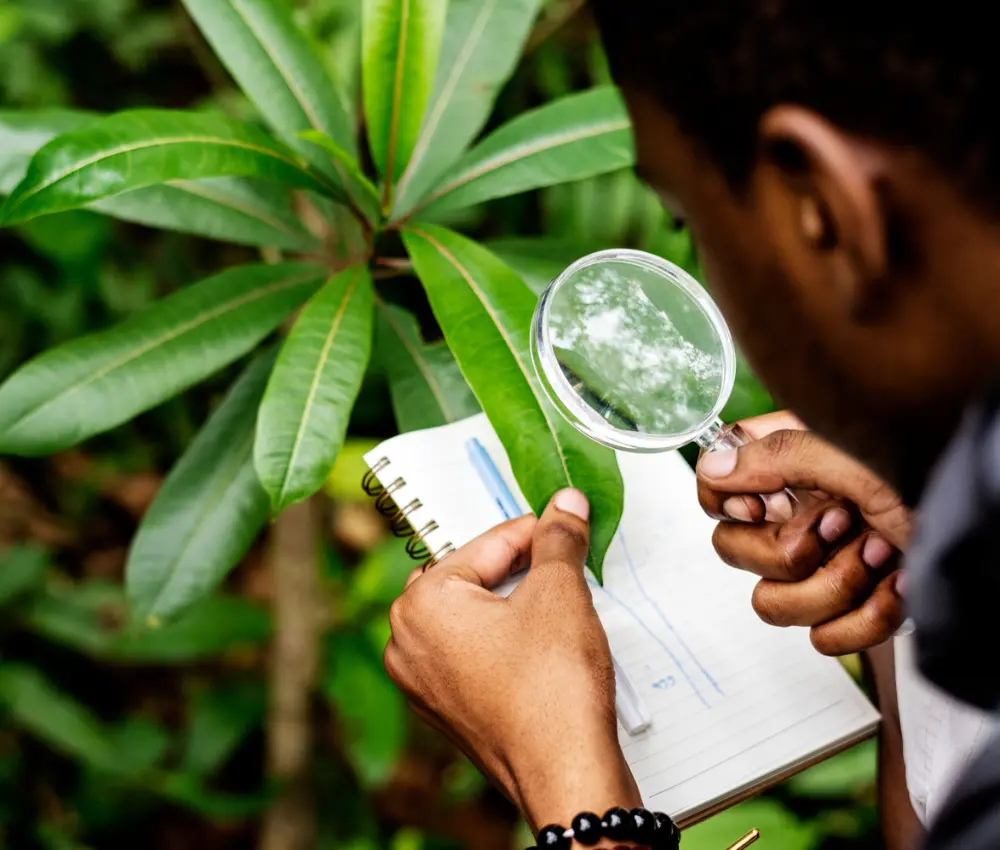  As 10 plantas medicinais da Amazônia