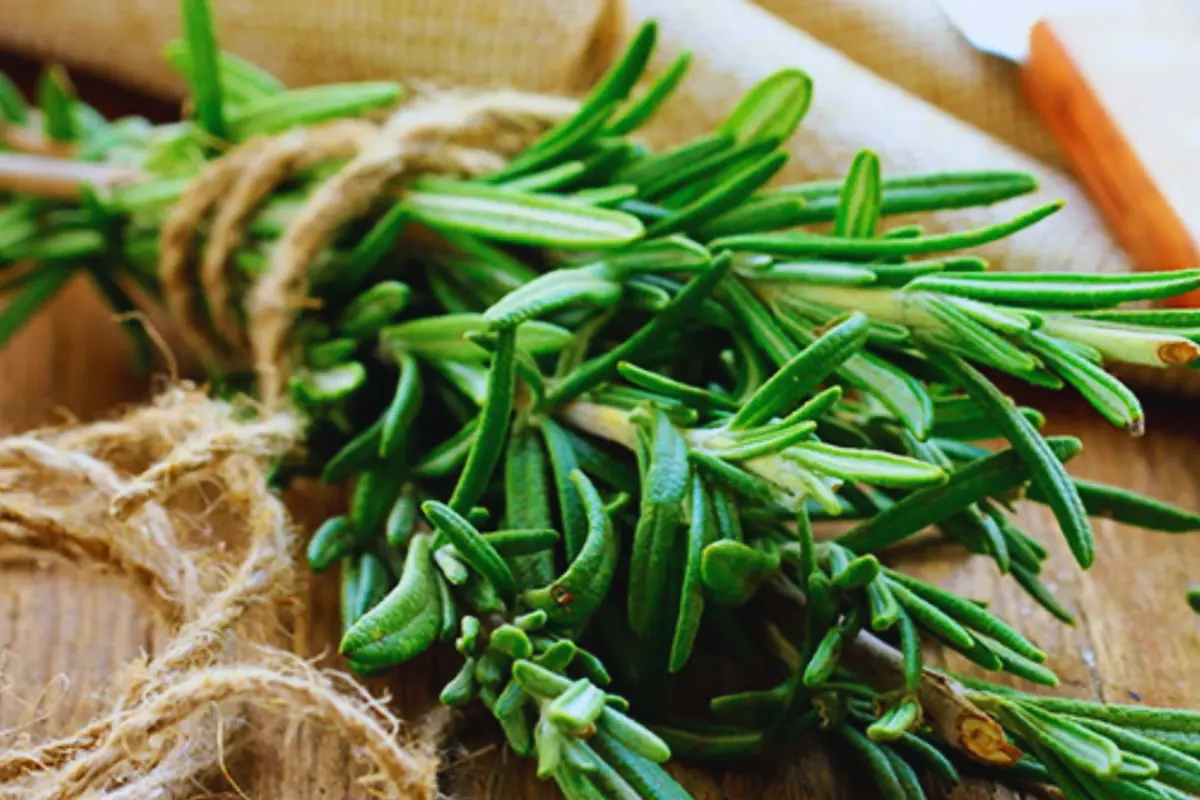 Benefícios das Plantas