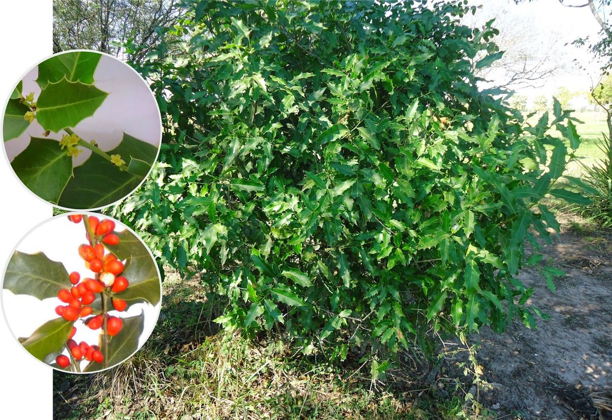 O Que está Acontecendo na Amazônia?2024