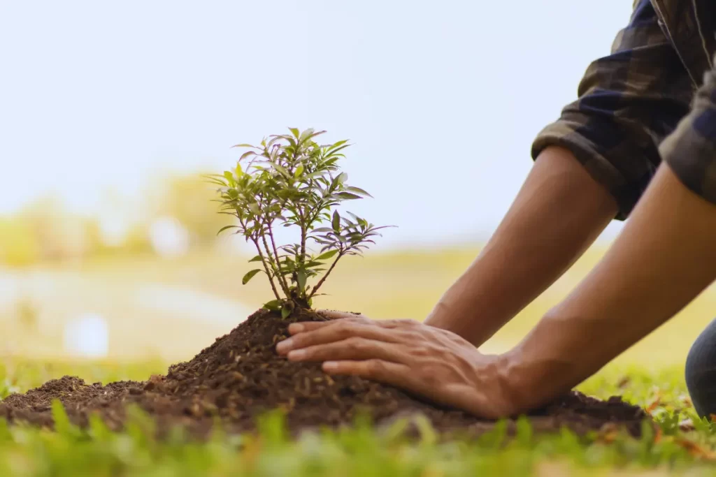 10 plantas medicinais para cultivar em casa